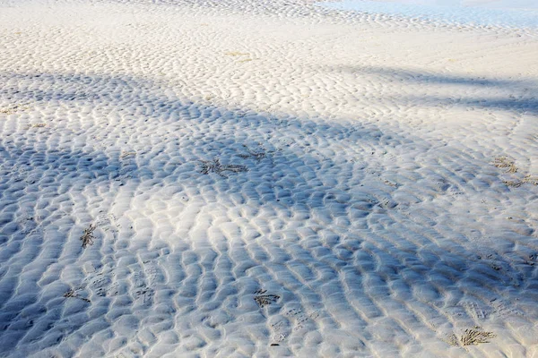 Skuggan Träd Sandstrand Vid Havet Med Bakgrund — Stockfoto