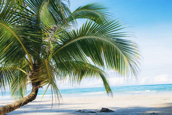바다에서 해변에서 코코넛 — 스톡 사진