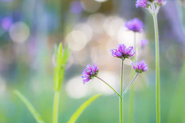 Flor Púrpura Floreciente Con Salida Del Sol Invierno —  Fotos de Stock