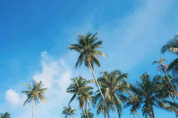 海滩椰子树五颜六色的天空 — 图库照片