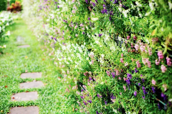 Flor Cerca Con Decoración Sendero Jardín —  Fotos de Stock