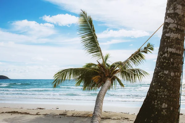 Palm Tree Beach Sky — Stock Photo, Image