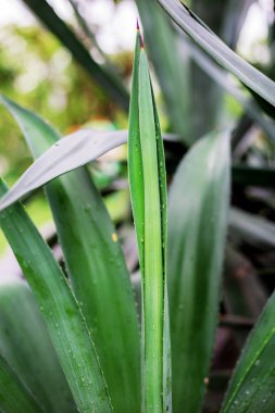 Bahar güneş ışığı, genç yaprakları bitki.