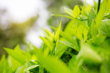 Genç güneş doğarken baharda bırakır..