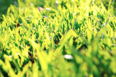 Güneşin doğuşunu çim çimen.