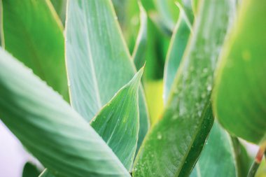 Güneş ışığı ile parkta bitki yaprakları.