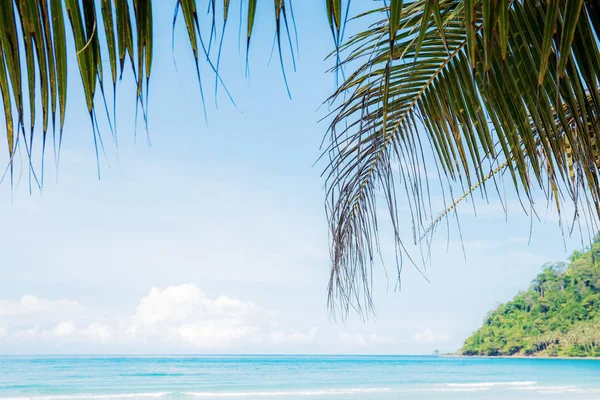 Coconut Leaves Sea Sky Summer — Stock Photo, Image