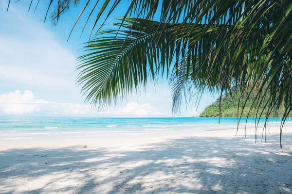 코코넛 해변에 — 스톡 사진