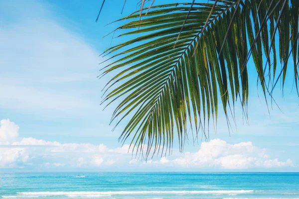 Coconut Leaves Blue Sky Sea — Stock Photo, Image