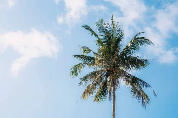 Кокосове Дерево Морі Блакитним Небом — стокове фото