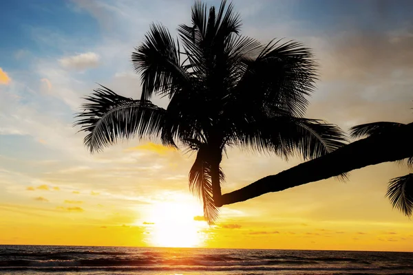 Kokosnussbaum Auf Dem Meer Mit Dem Sonnenuntergang Himmel — Stockfoto