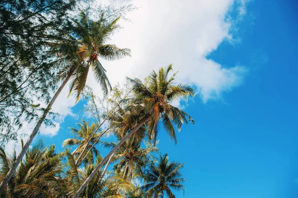 美丽的椰子树和松树在蓝天 — 图库照片