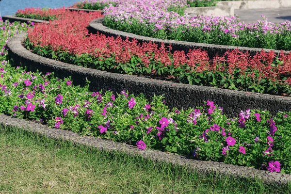 Flor Colorida Jardín Con Luz Del Sol — Foto de Stock