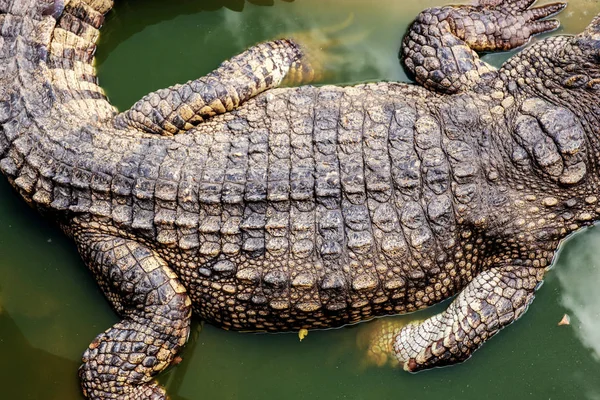 Krokodil Tillbaka Vatten Med Textur Bakgrund — Stockfoto