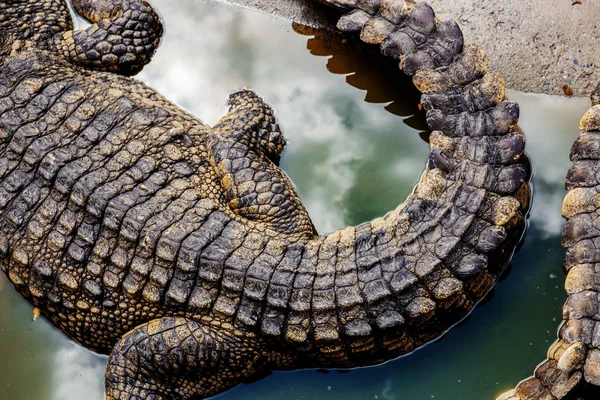 Hát Háttér Textúra Krokodil — Stock Fotó