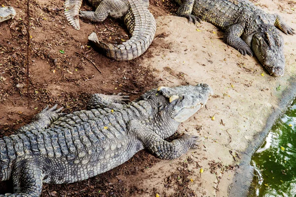 Crocodilo Volta Chão Com Textura Fazenda — Fotografia de Stock