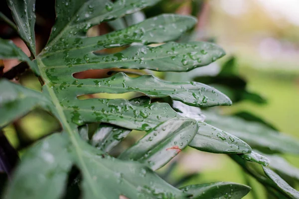 Levelek Növény Esős Évszak Val Napfény — Stock Fotó