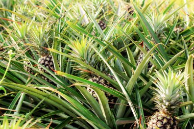 Ananas güneş ışığı ile bir çiftlikte.