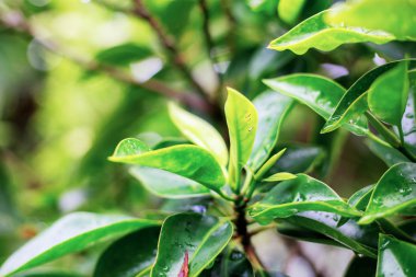 Güneş ışığı ile ormandaki ağaç yaprak.