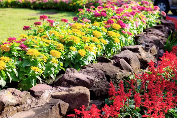 Muitas Flores Jardim Com Luz Solar — Fotografia de Stock