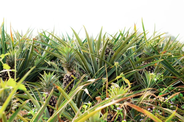 Ananas Sur Plantation Avec Ciel — Photo