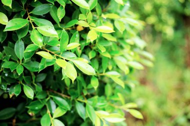 Yeşil arka plana sahip parkta genç yaprakları.