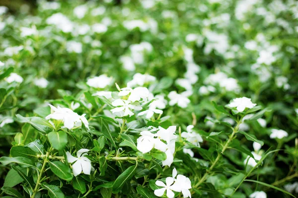 Flor Blanca Jardín Con Fondo Verde — Foto de Stock