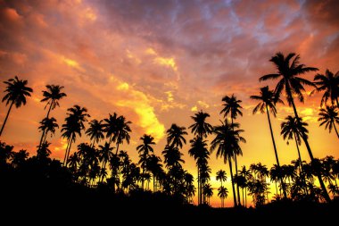 Hindistan cevizi ağacı ile renkli yaz aylarında batımında sahilde.