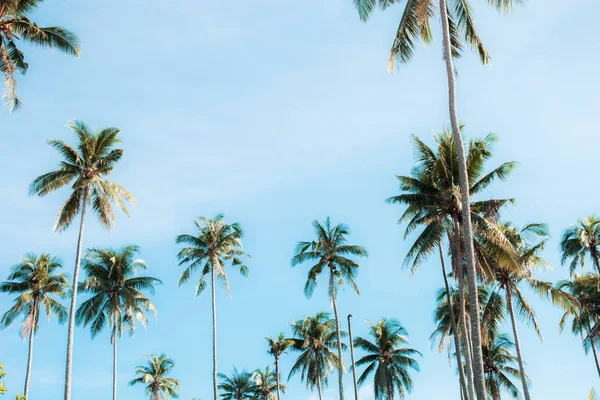 椰子树在海滩上的天空在夏天五颜六色 — 图库照片