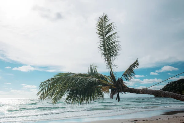 Coconut Tree Sea Thailand — Stock Photo, Image
