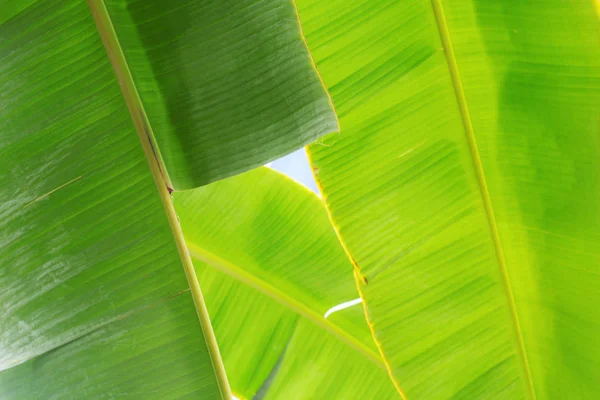 Banana Leaves Sunlight Texture Background — Stock Photo, Image