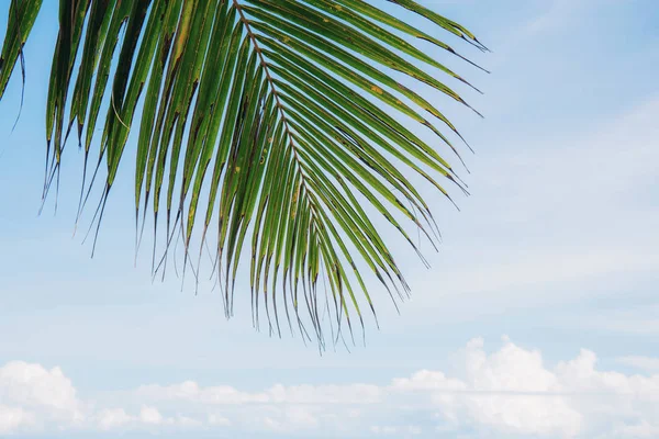 Кокосове Листя Блакитним Небом Сонячному Світлі — стокове фото
