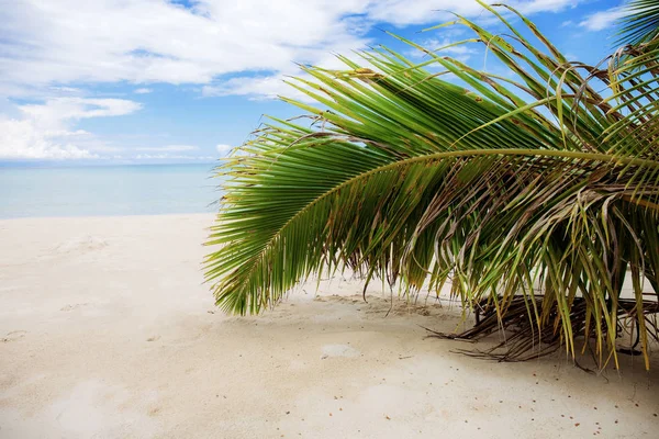 코코넛 해변에는 하늘에 — 스톡 사진