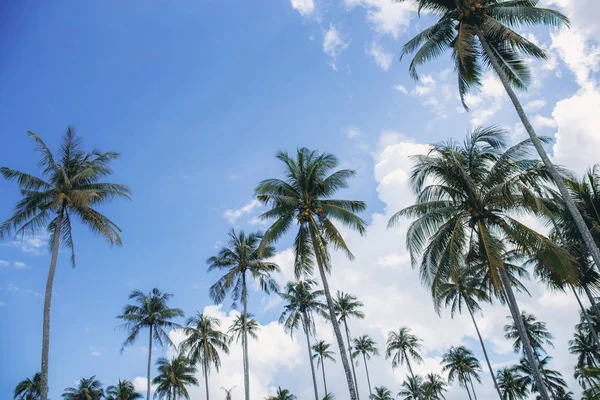 在蓝天上的椰子树与颜色背景 — 图库照片