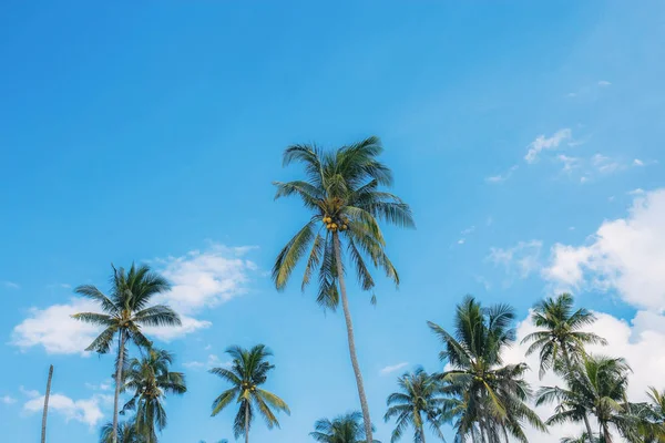 泰国蓝天上的椰子树 — 图库照片