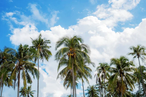 夏天天空中的椰子树 — 图库照片