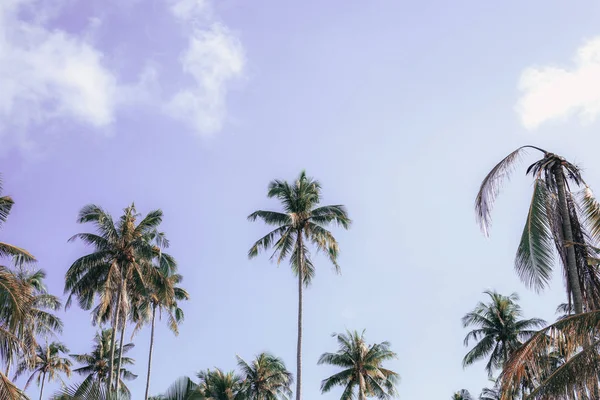 椰子树在阳光下与五颜六色的天空 — 图库照片