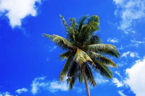 Albero Cocco Con Cielo Blu Alla Luce Del Sole — Foto Stock