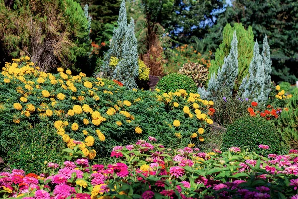 Colorido Flores Jardín Con Luz Del Sol —  Fotos de Stock