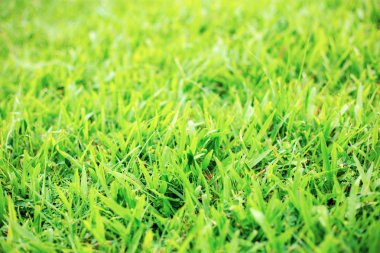 Gündoğumu çim Bahçe, yeşil çimen.