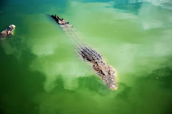 Crocodilo Lagoa Fazenda Com Fundo Verde — Fotografia de Stock