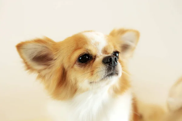 Pies Pet Shop Szarym Tle — Zdjęcie stockowe