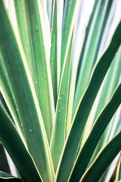 Листя Рослини Сонячному Світлі Текстурою Фону — стокове фото