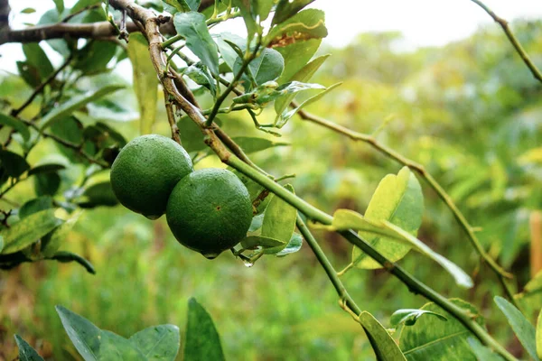 Lemon Tree Sunrise Farm — Stock Photo, Image