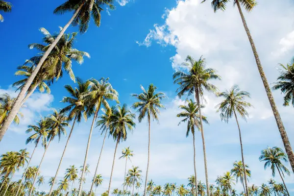 在蓝天与海滩上的海上棕榈树 — 图库照片