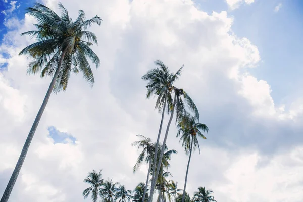在天空的棕榈树与白云背景 — 图库照片