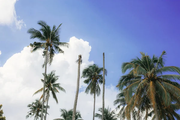 在蓝天上的棕榈树与白云 — 图库照片