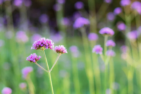 Hermosa Flor Verbena Con Salida Del Sol Invierno —  Fotos de Stock