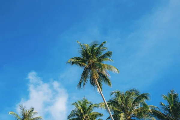 Καρύδας Δέντρο Στο Blue Sky Έγχρωμο Φόντο — Φωτογραφία Αρχείου