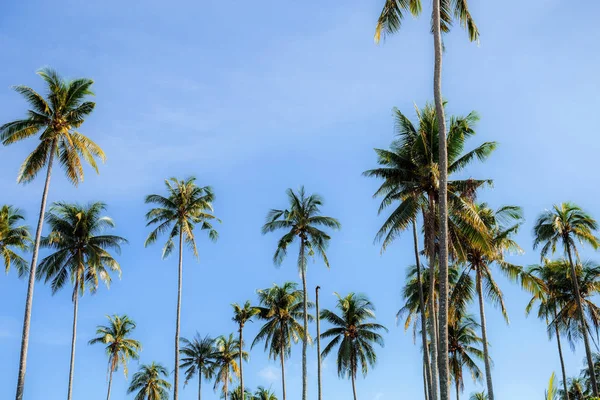 有颜色背景的椰子树在天空 — 图库照片